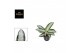 Aglaonema silver blue 