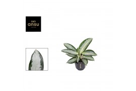 Aglaonema silver blue