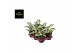 Aglaonema silver blue 