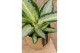 Aglaonema silver blue 
