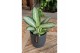 Aglaonema silver blue 