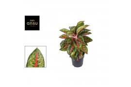 Aglaonema paradise red