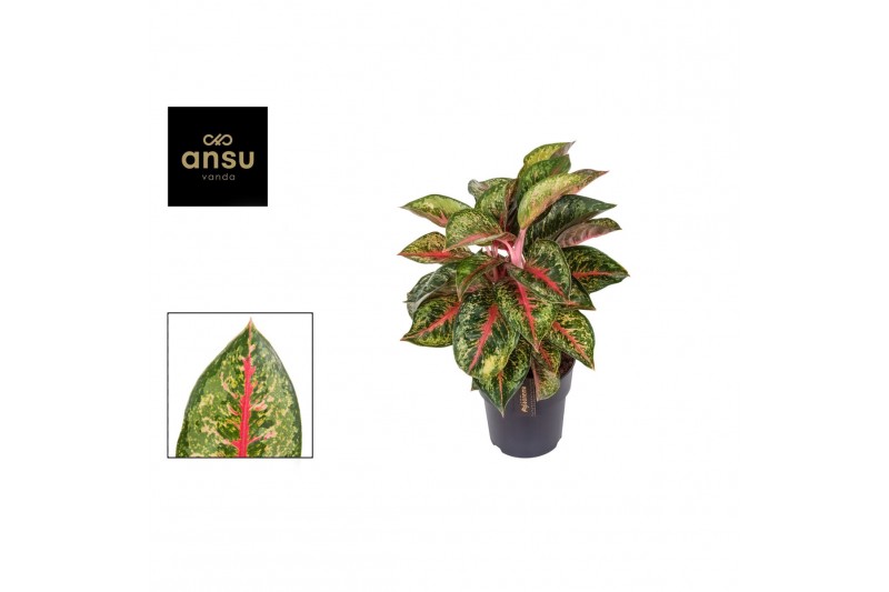 Aglaonema paradise red 