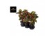 Aglaonema paradise red 