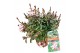 Gaura lindheimeri gaudi rose 