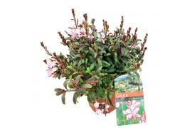Gaura lindheimeri gaudi rose
