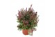 Gaura lindheimeri gaudi rose 