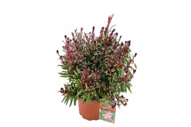 Gaura lindheimeri gaudi rose