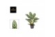 Aglaonema laurel green 