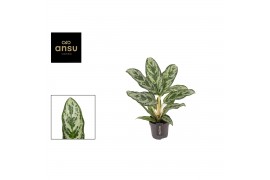 Aglaonema laurel green