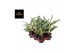 Aglaonema laurel green 