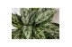 Aglaonema laurel green 