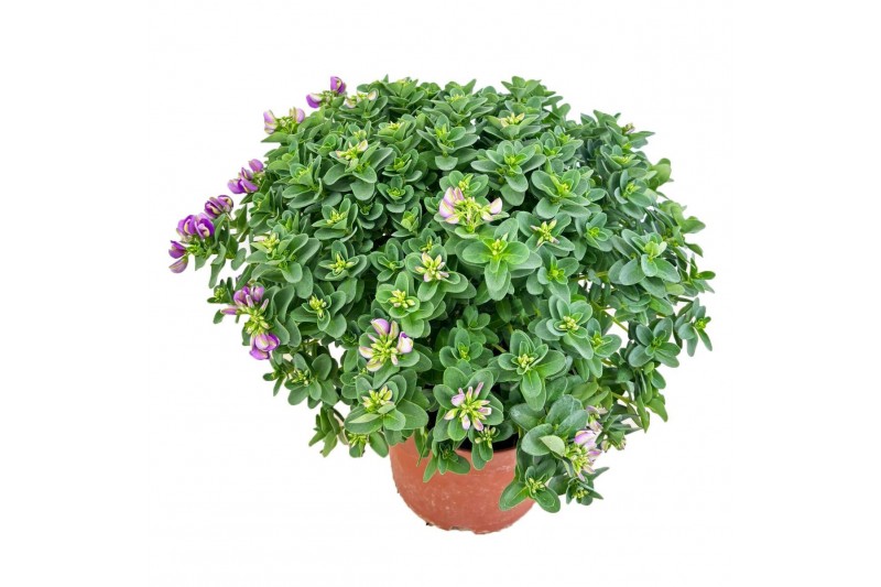 Polygala myrtifolia bibi pink 