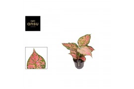 Aglaonema crimson love