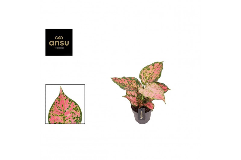Aglaonema crimson love 