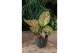 Aglaonema crimson love 
