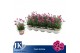 Dianthus diantica purple wedding 