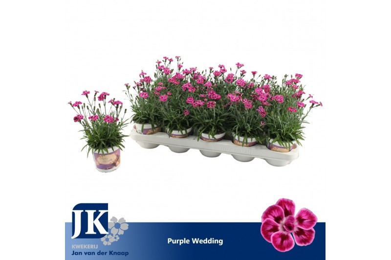 Dianthus diantica purple wedding 