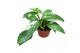 Philodendron jose buono 