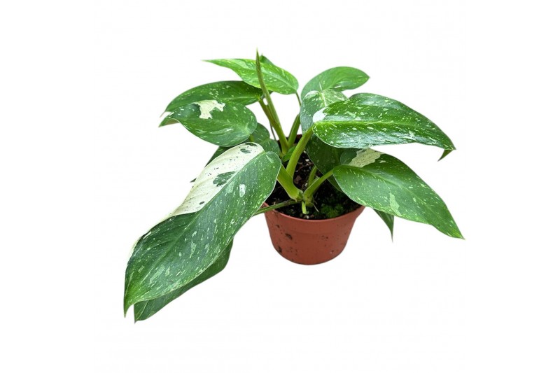 Philodendron jose buono 