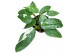 Philodendron jose buono 