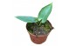 Alocasia scabriuscula 