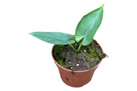 Alocasia scabriuscula