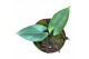 Alocasia scabriuscula 
