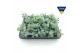Sedum sieboldii 