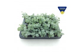Sedum sieboldii