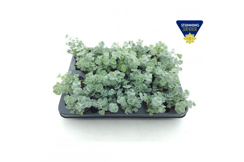 Sedum sieboldii 