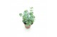 Sedum sieboldii 