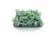 Sedum sieboldii 