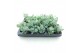 Sedum sieboldii 