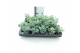 Sedum sieboldii 
