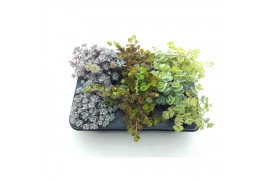 Sedum mix