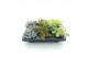 Sedum mix 