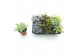 Sedum mix 