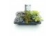 Sedum mix 