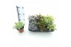 Sedum mix 