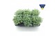 Sedum sieboldii mediovariegatum 