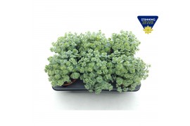 Sedum sieboldii mediovariegatum