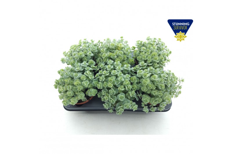 Sedum sieboldii mediovariegatum 