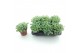Sedum sieboldii mediovariegatum 