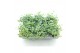 Sedum sieboldii mediovariegatum 