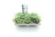 Sedum sieboldii mediovariegatum 