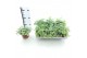 Sedum sieboldii mediovariegatum 