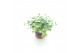 Sedum sieboldii mediovariegatum 