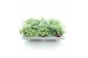 Sedum sieboldii mediovariegatum 