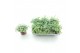 Sedum sieboldii mediovariegatum 